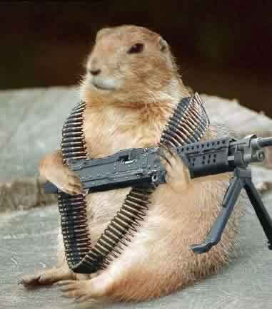 groundhog.jpg